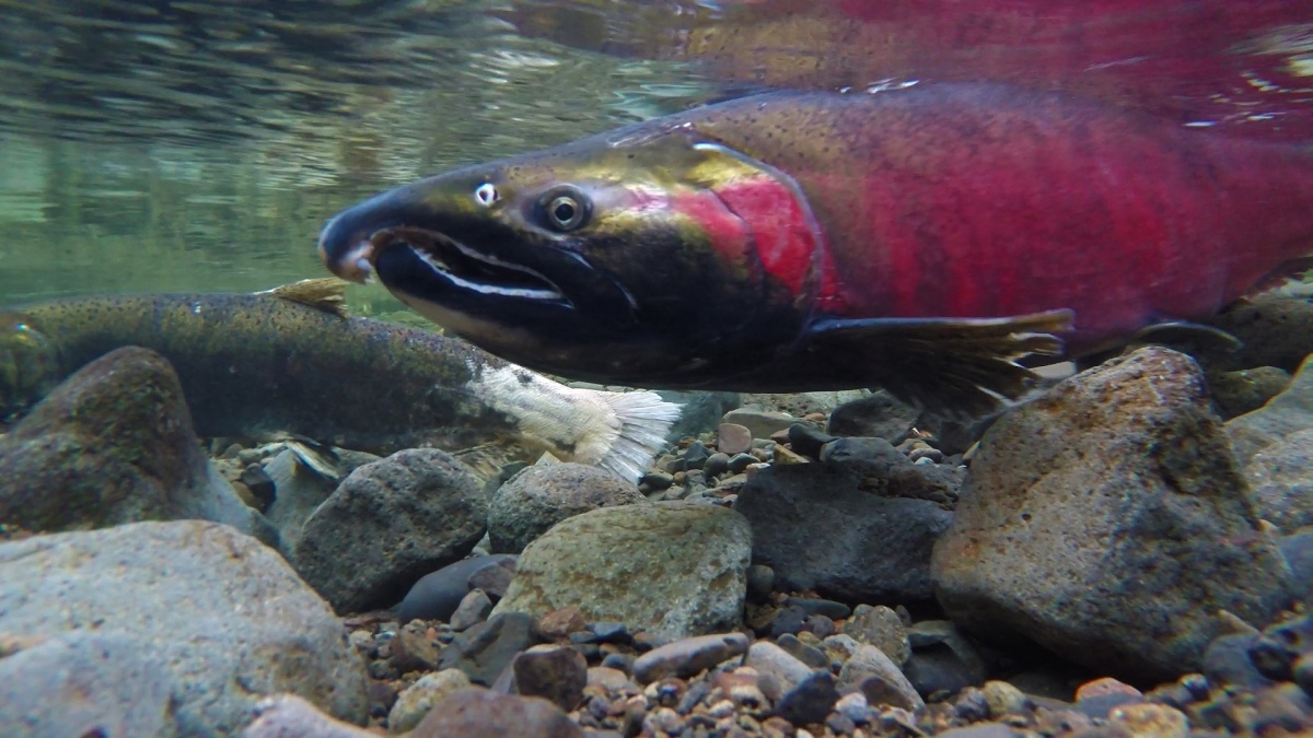 a salmon